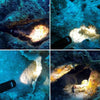ORCATORCH D520 Scube Diving Flashlight 1000 Lumens